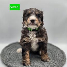 Vixen- Green collar - Blue merle male Bernedoodle puppy in Summerville, South Carolina from Channys Doodles