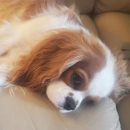 Cavalier King Charles Spaniels from Love Struck Cavaliers