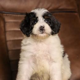 Brûlée - Tri-color male Bernedoodle puppy in Youngstown, Florida from Wonderland’s Boujie Kennels