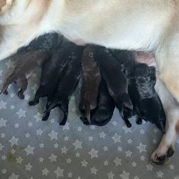 Choc Male 1 - Chocolate male Labrador Retriever puppy in Baytown, Texas from Dirty Bay Labradors