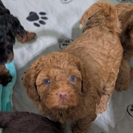 Rusty - Red male Cavapoo puppy in Coshocton, Ohio from Forever Family Puppies