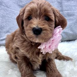 Red Girl - Red  female Goldendoodle puppy in Travelers Rest, South Carolina from Bailey Mountain Doodles