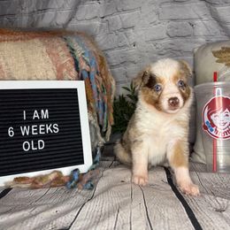 WENDY - Red merle female Miniature Australian Shepherd puppy in Peoria, Arizona from B My Sunshines Mini Aussies