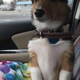 Pembroke Welsh Corgis from Bar Broke Quarter Horses & Corgis