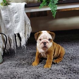 Bulldogs and French Bulldogs from AdoraBull Bulldogs