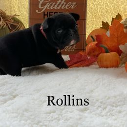 English Bulldog and French Bulldog Puppies from Jones Bulldogs