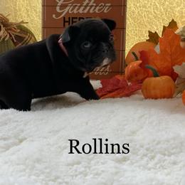 English Bulldog and French Bulldog Puppies from Jones Bulldogs