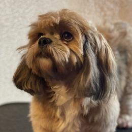 Java - Lhasa Apso