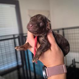 Sparky - Phantom male Poodle puppy in Plainfield, New Jersey from Caris Paws Poodles and Labradoodles