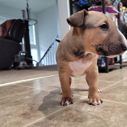 Bull Terrier Puppies from The Noble Bull Terriers