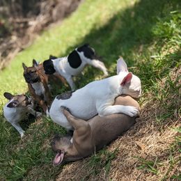 French Bulldog Puppies from G & K Frenchies LLC