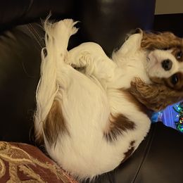 Cavalier King Charles Spaniel Puppies from Bella Fleur Cavaliers