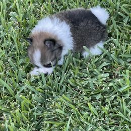 Pomeranian Puppies from Stardust Poms