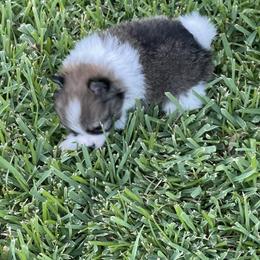 Pomeranian Puppies from Stardust Poms