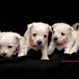 West Highland White Terriers from Gallahad Kennel