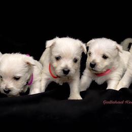West Highland White Terriers from Gallahad Kennel