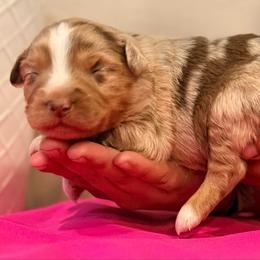 Darla - Red merle female Miniature Australian Shepherd puppy in North Lakeport, California from Wild Rose Ranch