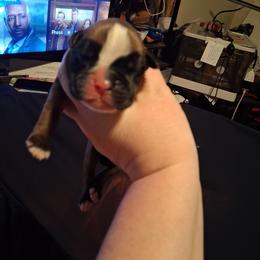 Boy 2 - Fawn male Boxer puppy in Pikeville, Kentucky from Boxers of Whispered Wishes