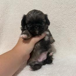 My keeper girl - Fawn female Pekingese puppy in Clinton, Tennessee from Gracelands Pekingese