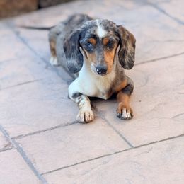 Ellie - Dachshund