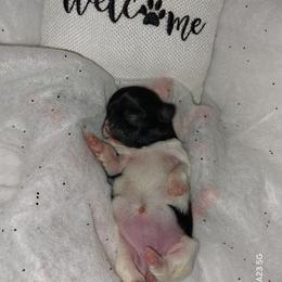 Mortisha - Black and white female Shih Tzu puppy in Arcadia, Florida from Kitsune Cuddles and kisses