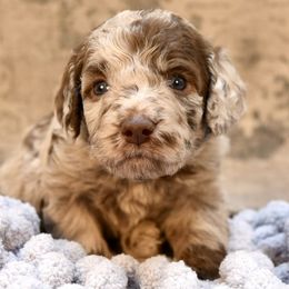 Sheriff Woody - Merle male Goldendoodle puppy in Dayton, Ohio from Perks Court Doodles