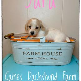 Yara - Cream female Dachshund puppy in Cincinnati, Ohio from Caines Dachshund Farm
