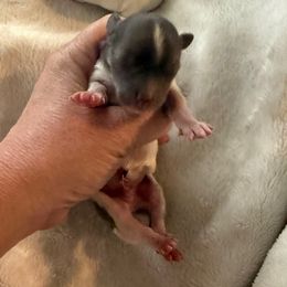 Bluey - Blue and white male Chihuahua puppy in Hackleburg, Alabama from Clements Chihuahua