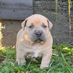 LEONARDO - Fawn male Boerboel puppy in Pennsylvania from Cold River Boerboels