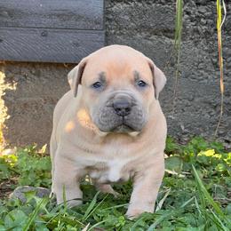 LEONARDO - Fawn male Boerboel puppy in Pennsylvania from Cold River Boerboels