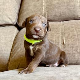 Boy 4 - Chocolate male Catahoula Leopard Dog puppy in Peyton, Colorado from Gunslinger Catahoulas