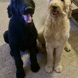 Goldendoodles from Coleman doodles North Texas