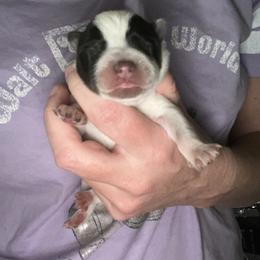 Boy 2 - Blue male Australian Cattle Dog puppy in Irvington, Kentucky from Dry Valley’s Australian Cattle Dogs