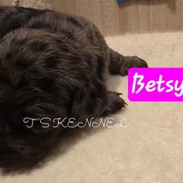 BETSY ANN - Blue and tan female Dachshund puppy in Poplarville, Mississippi from T's Kennel