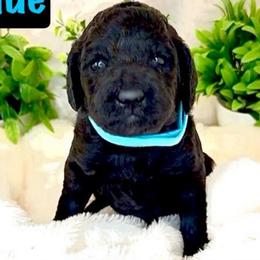 Miss Light Blue - Black female Goldendoodle puppy in San Diego, California from Sensational Doodles