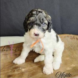 Mojito - Sable and white male Cockapoo puppy in Mancelona, Michigan from Lavender poodles & doodles