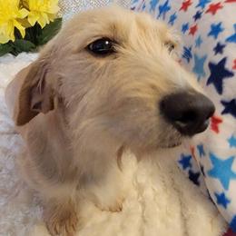 Dan - Dachshund
