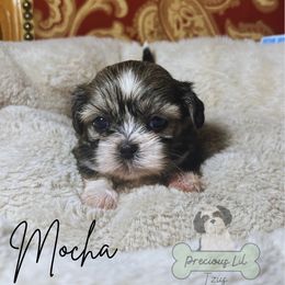 Mocha - Sable and white female Shih Tzu puppy in Lake City, South Carolina from Precious Lil Tzus