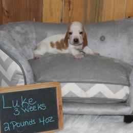 Luke - Lemon and white male Basset Hound puppy in Dover, Arkansas from S&S American Bassets