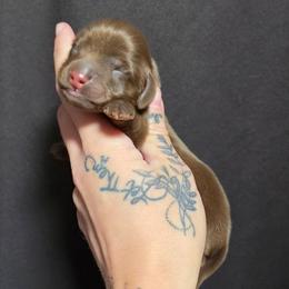 Choc - Tan Male - Chocolate and tan male Dachshund puppy in Woodland, Washington from SJs Dachshunds