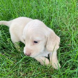 Girl 3 - Cream female Dachshund puppy in Vinton, Iowa from Lerch Family Dachshunds