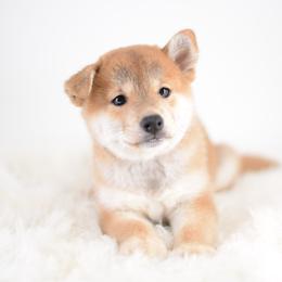 Yamato - Red male Shiba Inu puppy in Neosho, Missouri from Sunny Terrace Shibas