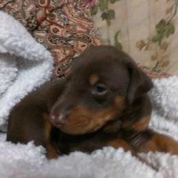 Doberman Pinschers from Terrylane Dobermans