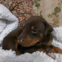 Doberman Pinschers from Terrylane Dobermans