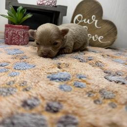 Stoli - Silver male Chihuahua puppy in Greenup, Kentucky from KB Chihuahuas
