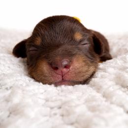 Annabella - Red tri-color female Miniature American Shepherd puppy in Tupalo, Mississippi from Butterfield Trail Farm