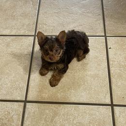 Yorkshire Terrier Puppies from The Yorkie House