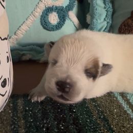 Bell - Red speckled female Australian Cattle Dog puppy in Christmas, Florida from OverTime Cattle Dogs