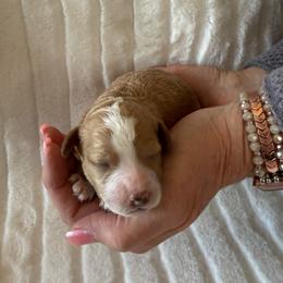 Teoscar - Black - Red male Cavapoo puppy in South Jordan, Utah from Simply Sweet Paws. LLC