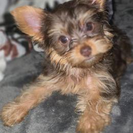 Teacup chocolate boy 2 - Liver male Yorkshire Terrier puppy in Thornville, Ohio from My precious yorkies